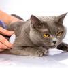 Veterinarian - Richard Brungardt at Syracuse