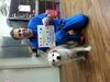 Veterinarian - Marcus Smith at Roswell