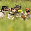 Veterinarian - Alistair Graham-Evans at Kirwan