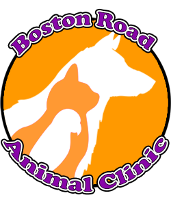 Boston Road Animal Clinic - Lexington , United States