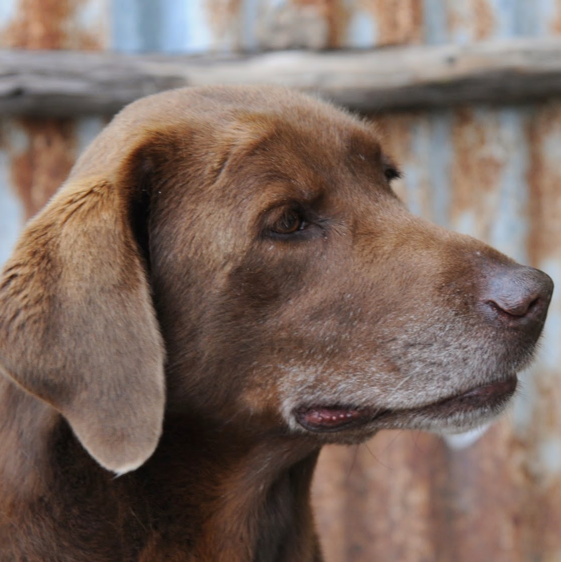 Chisholm Trail Veterinary Clinic Of New Braunfels - New Braunfels , United States