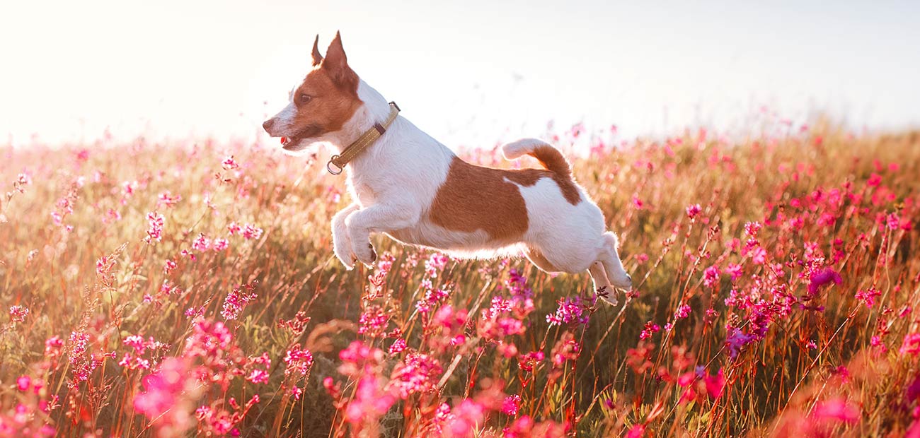 Bloor Street Animal Hospital - Oshawa , Canada
