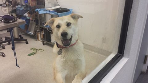 Continental Ranch Pet Clinic - Tucson , United States