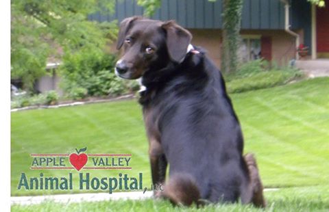 Apple Valley Animal Hospital - Beavercreek , United States