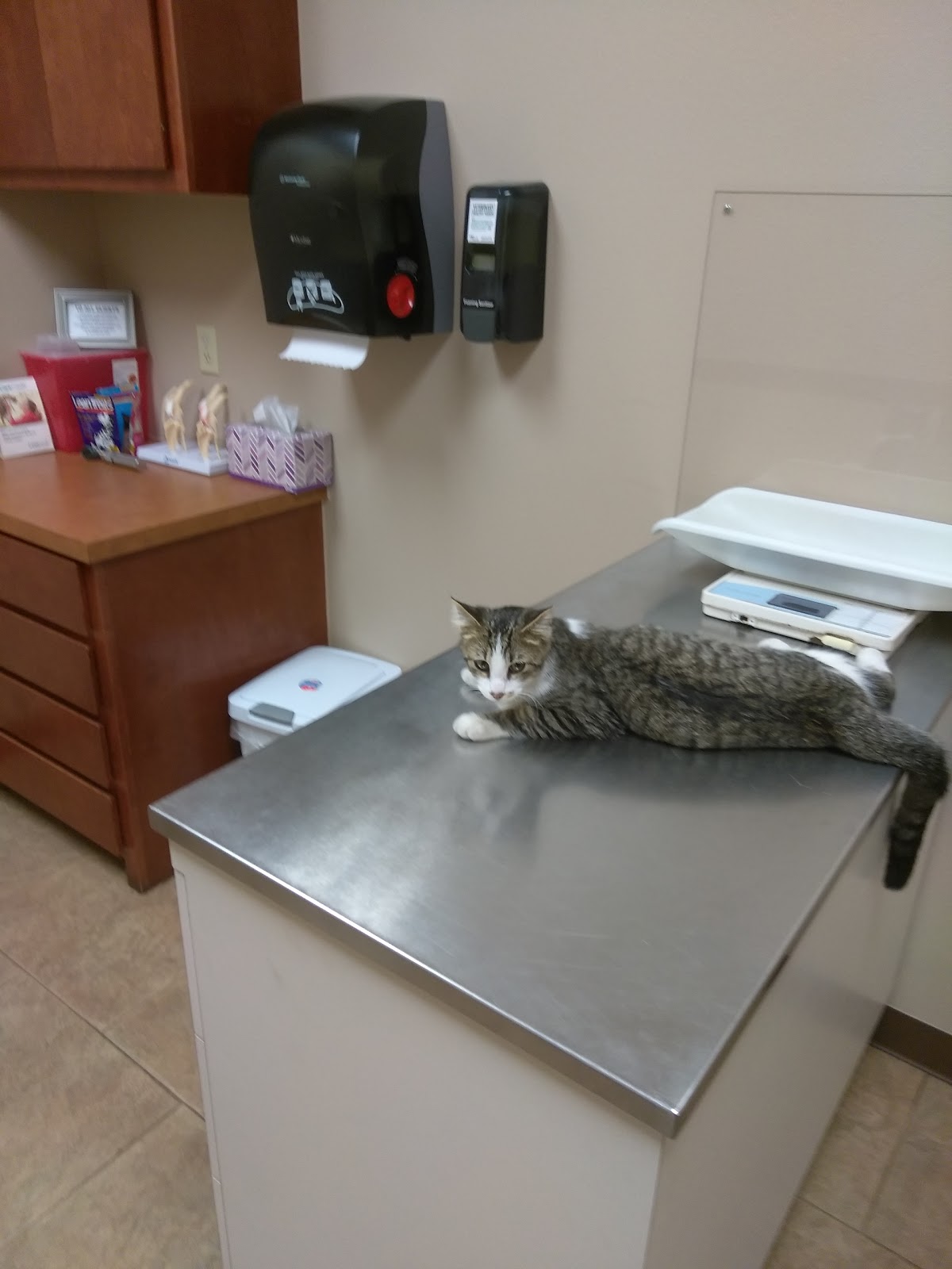Four Paws Animal Hospital - Edinburg , United States