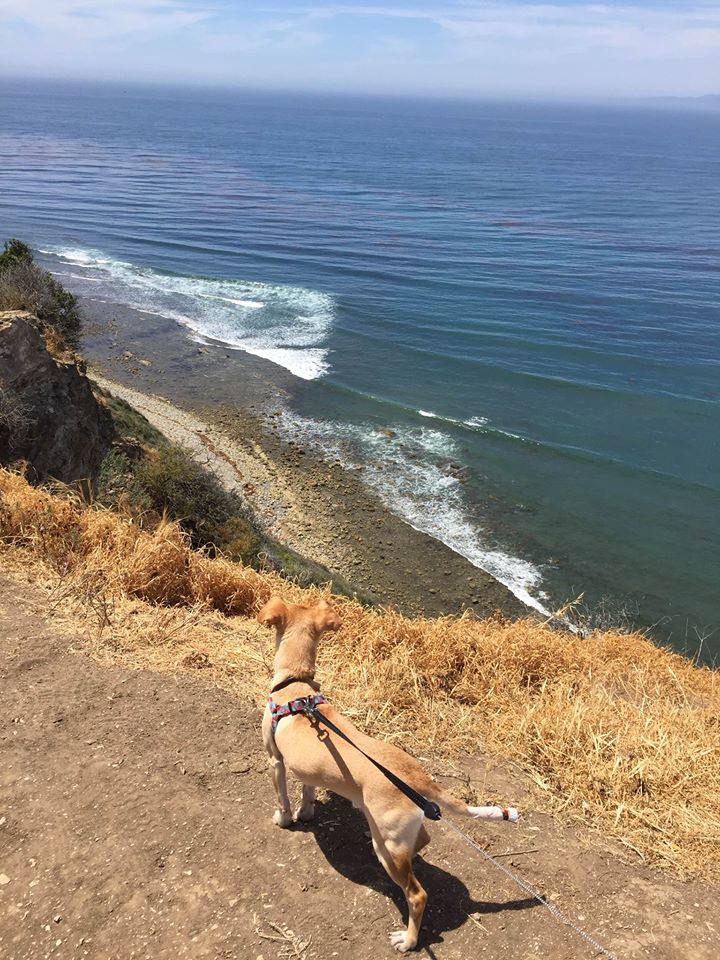 Bay Cities Pet Hospital - Torrance , United States