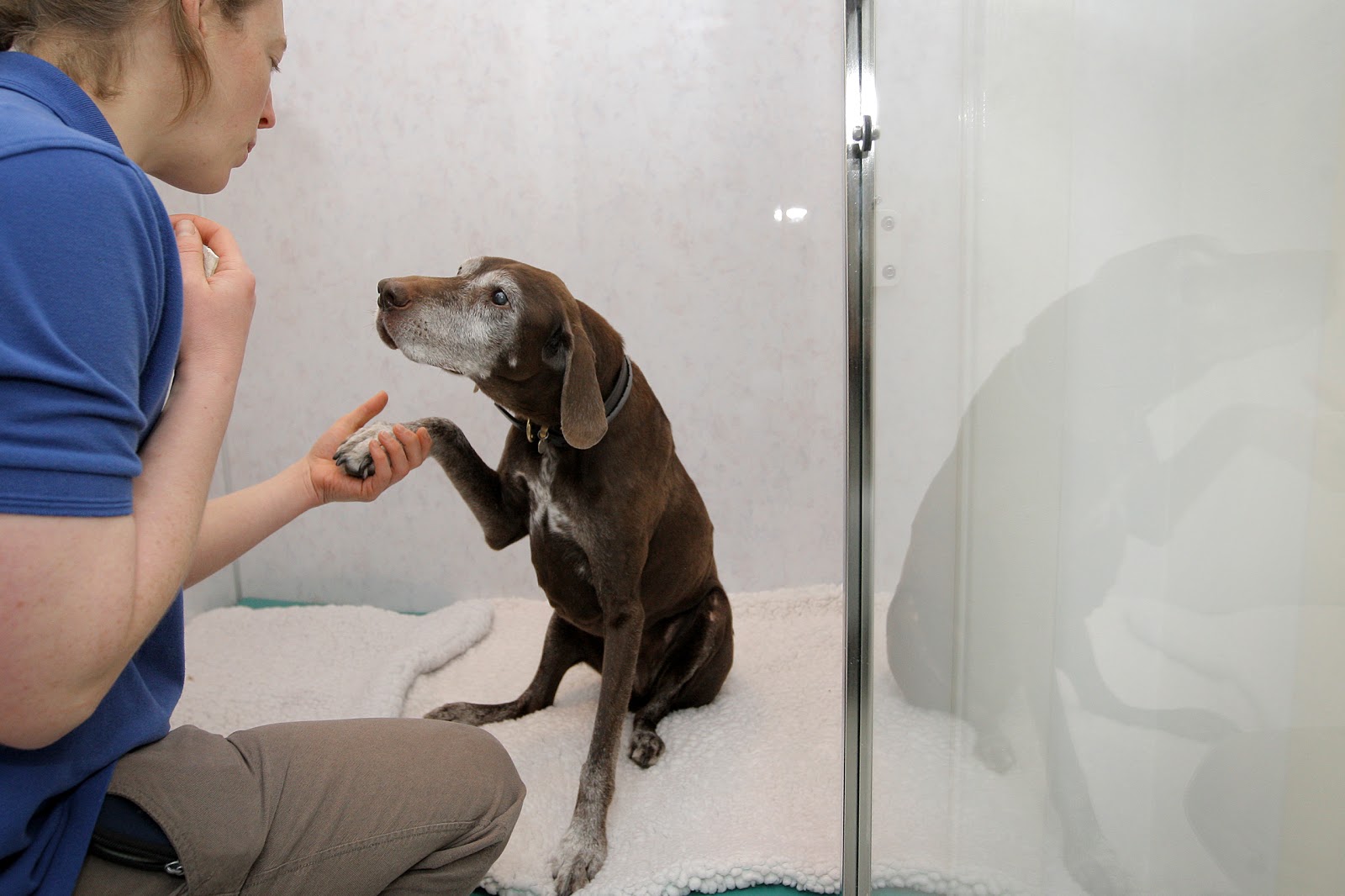 Border Vets Galashiels - Galashiels , United Kingdom