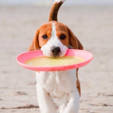 Midtown Animal Hospital - Trenton , United States