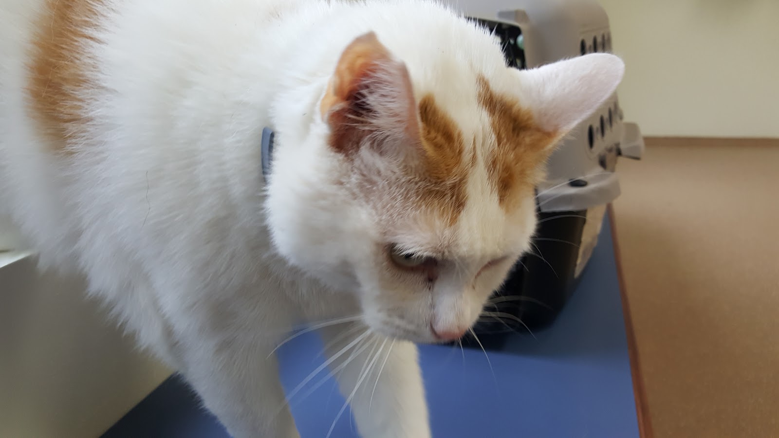 West Shore Animal Hospital - Denver , United States