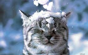 Bond Street Veterinary Clinic Macclesfield - Macclesfield , United Kingdom