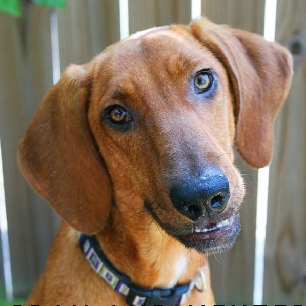 Animalworks - Alcoa , United States