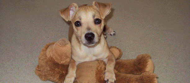 All Pets Clinic Waipahu Inc - Waipahu , United States