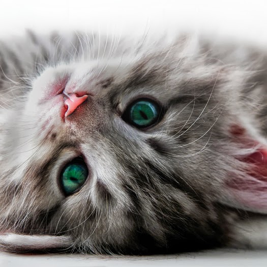 Darien Animal Clinic - Darien , United States