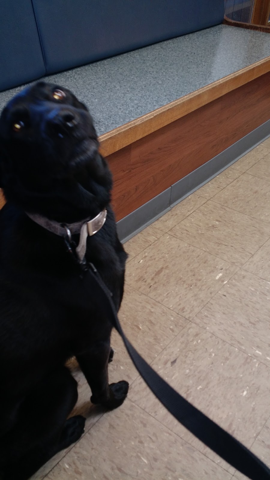 Wyoga Veterinary Hospital - Cuyahoga Falls , United States