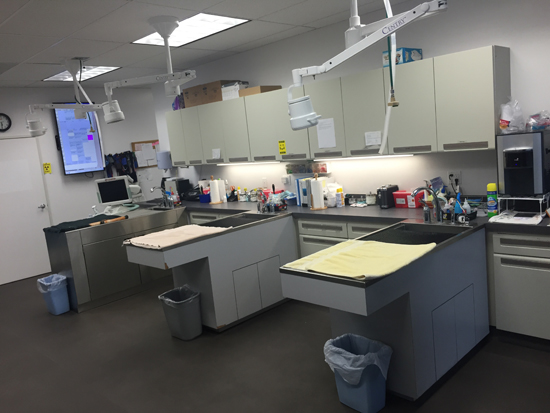 Lifetime Animal Care Center - San Diego , United States