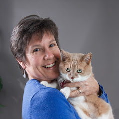 Merivale Cat Hospital - Ottawa , Canada