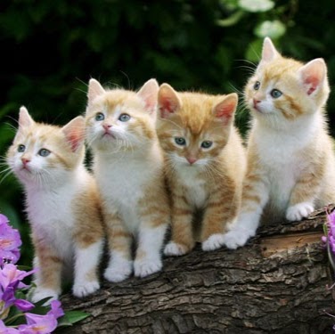 Kingsgrove Animal Hospital - Kingsgrove , Australia