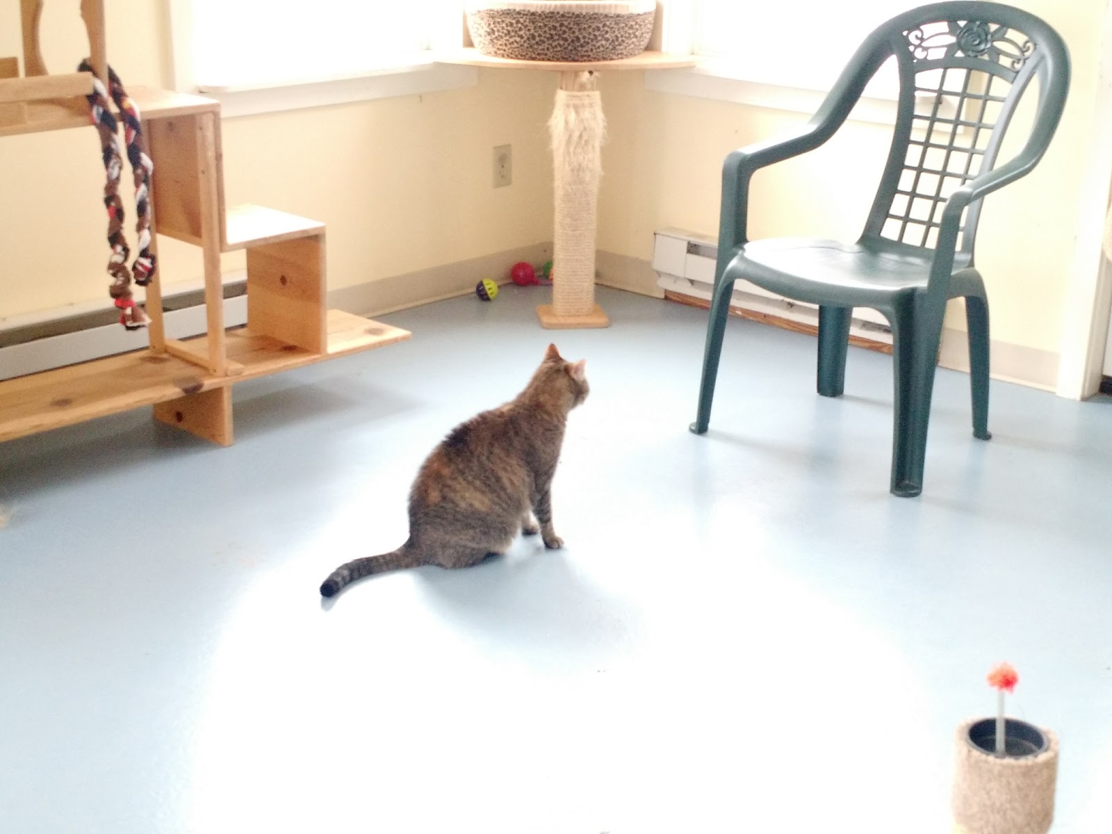 Holistic Vet Marcie Fallek Dvm Cva - Granby , United States