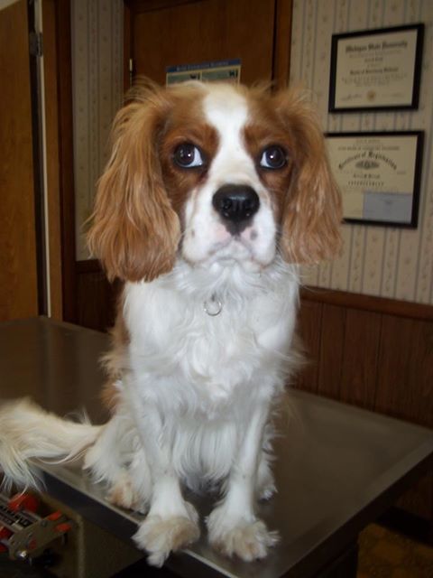 Breton Animal Hospital - Grand Rapids , United States