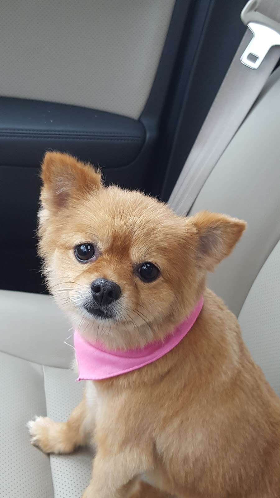 Powell Animal Hospital - Powell , United States