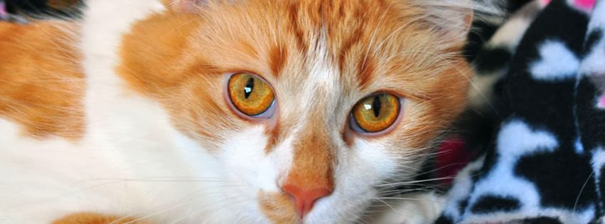 Kellyville Veterinary Clinic - Kellyville , Australia