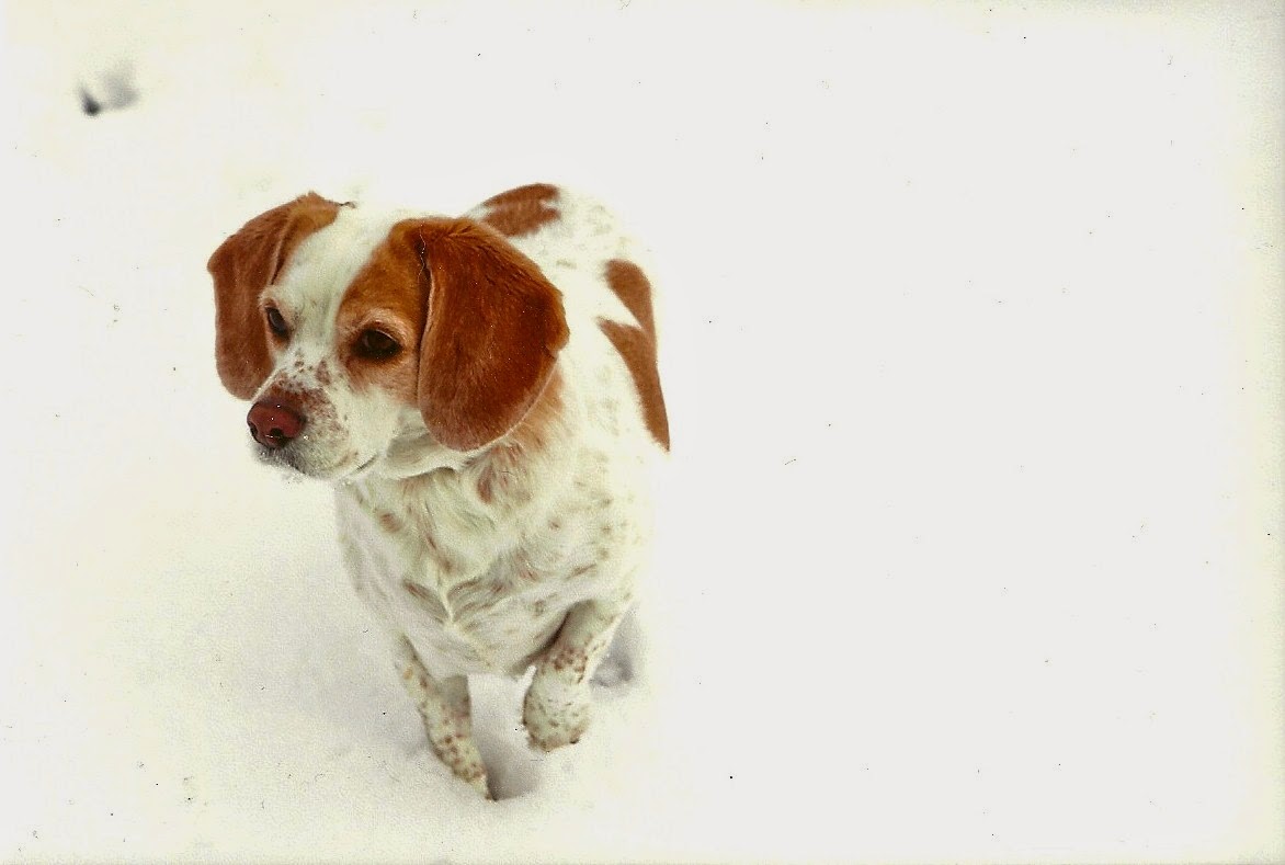 Park Cedar Animal Hospital - Charlotte , United States