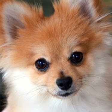 Animal Medical Hospital - West Vancouver , Canada