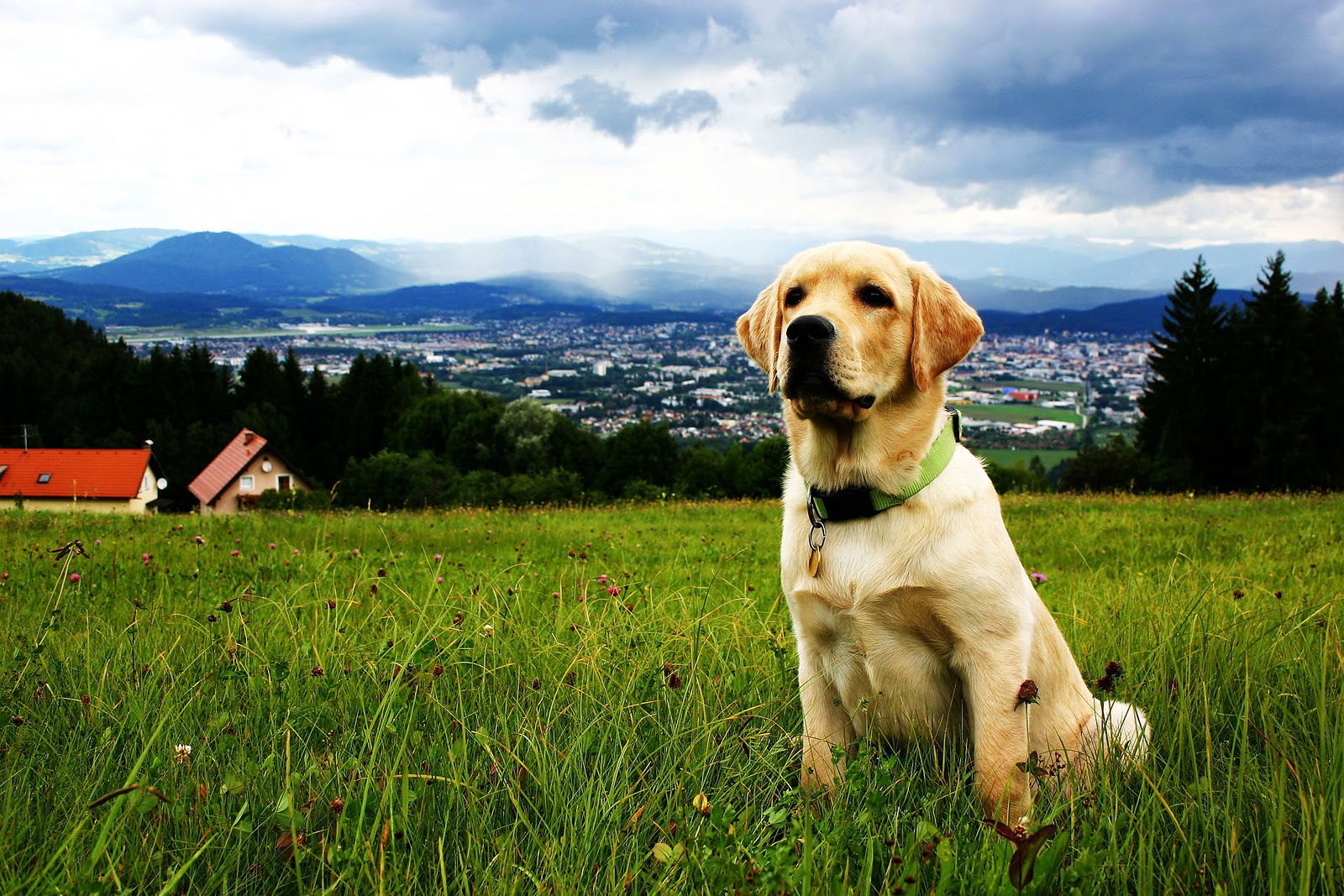 Silverlake Animal Hospital - Pearland , United States