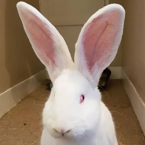 Torbridge Vet Group Bideford - Bideford , United Kingdom