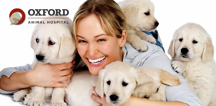 Oxford Animal Hospital A Thrive Pet Healthcare Partner - Overland Park , United States