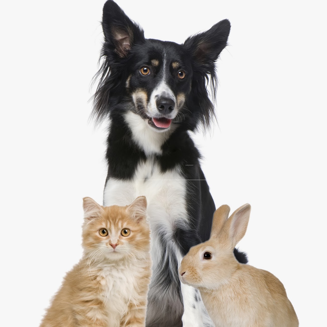 Cinque Ports Vets Rye - Rye , United Kingdom