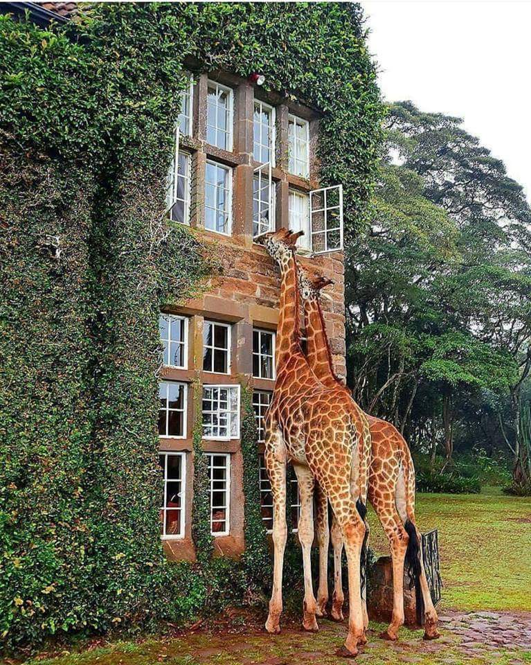 Jukskei Park Veterinary Clinic - Randburg , South Africa