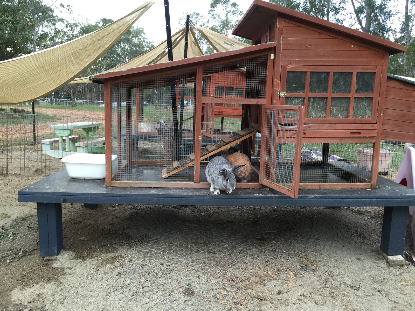Rabbit Rescue Sanctuary And Rabbit Adoption Centre - Rushforth , Australia