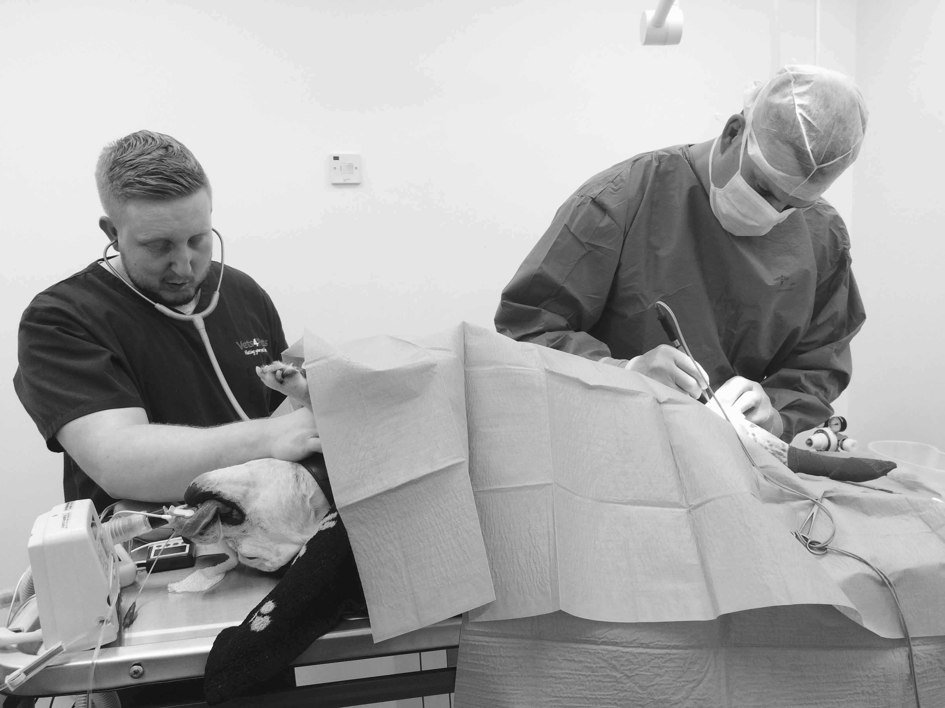 Vets4Pets Cardiff Llanrumney - Cardiff , United Kingdom