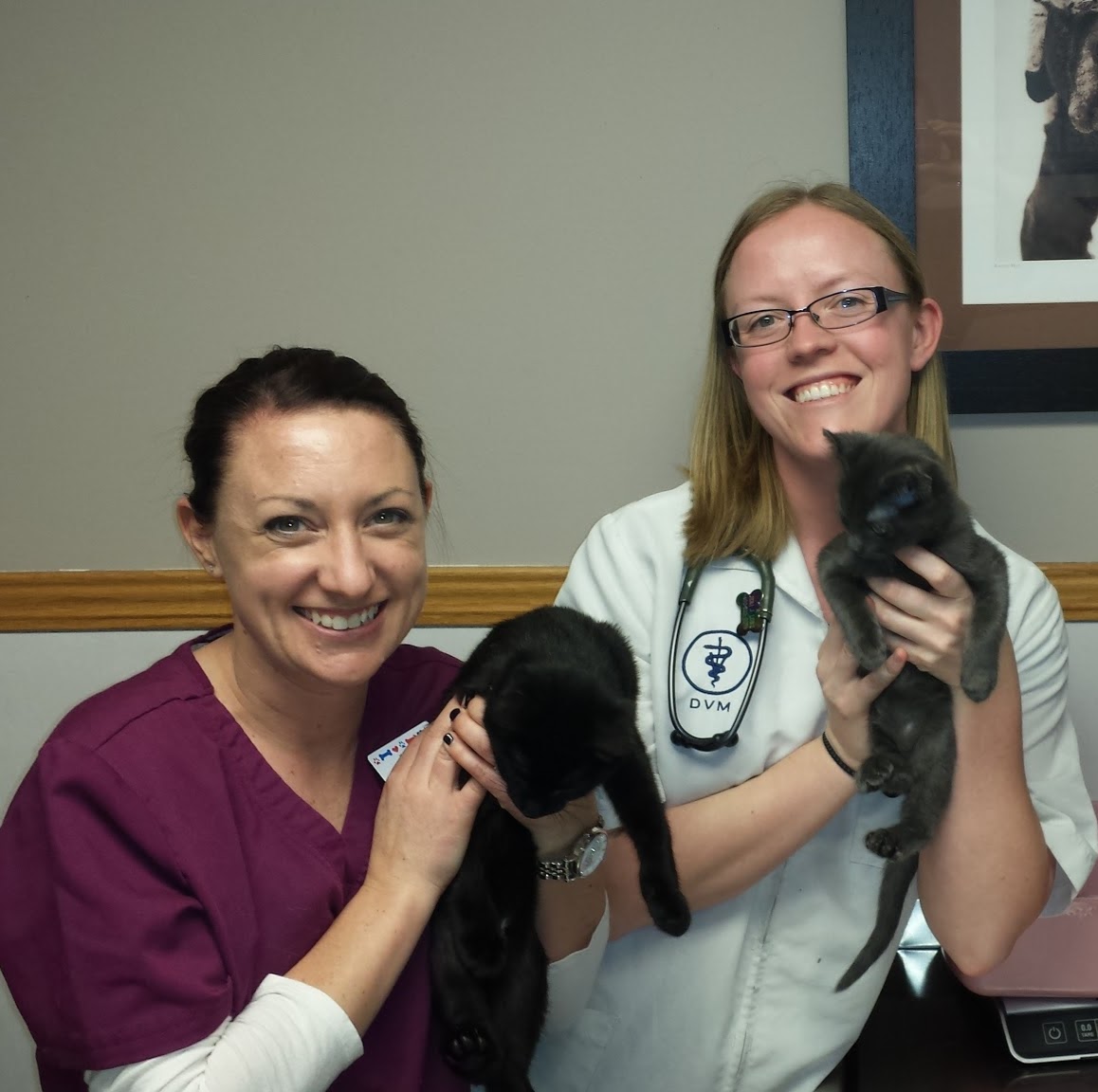 Animal Medical Clinic Of Fremont - Fremont , United States