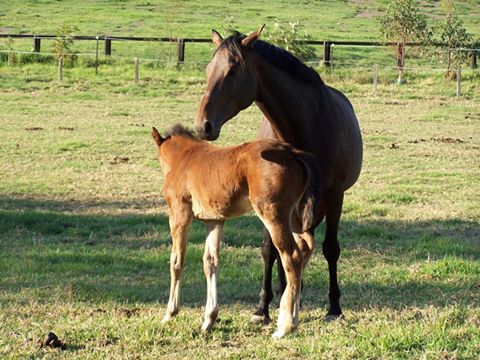 Wyong Equine Clinic - Mardi , Australia