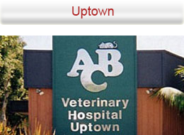 Uptown Animal Hospital - San Diego , United States