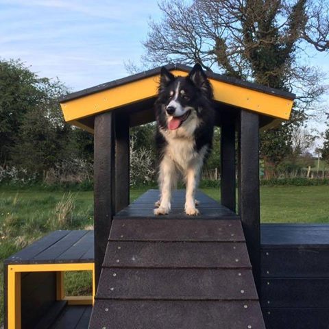 The Glenthorne Veterinary Group - Burton-on-Trent , United Kingdom