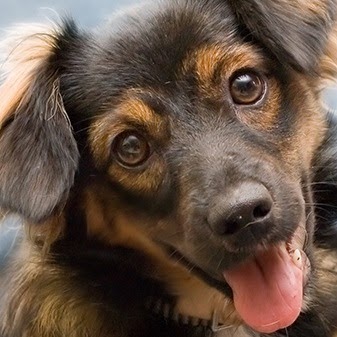 West Orange Animal Hospital - West Orange , United States