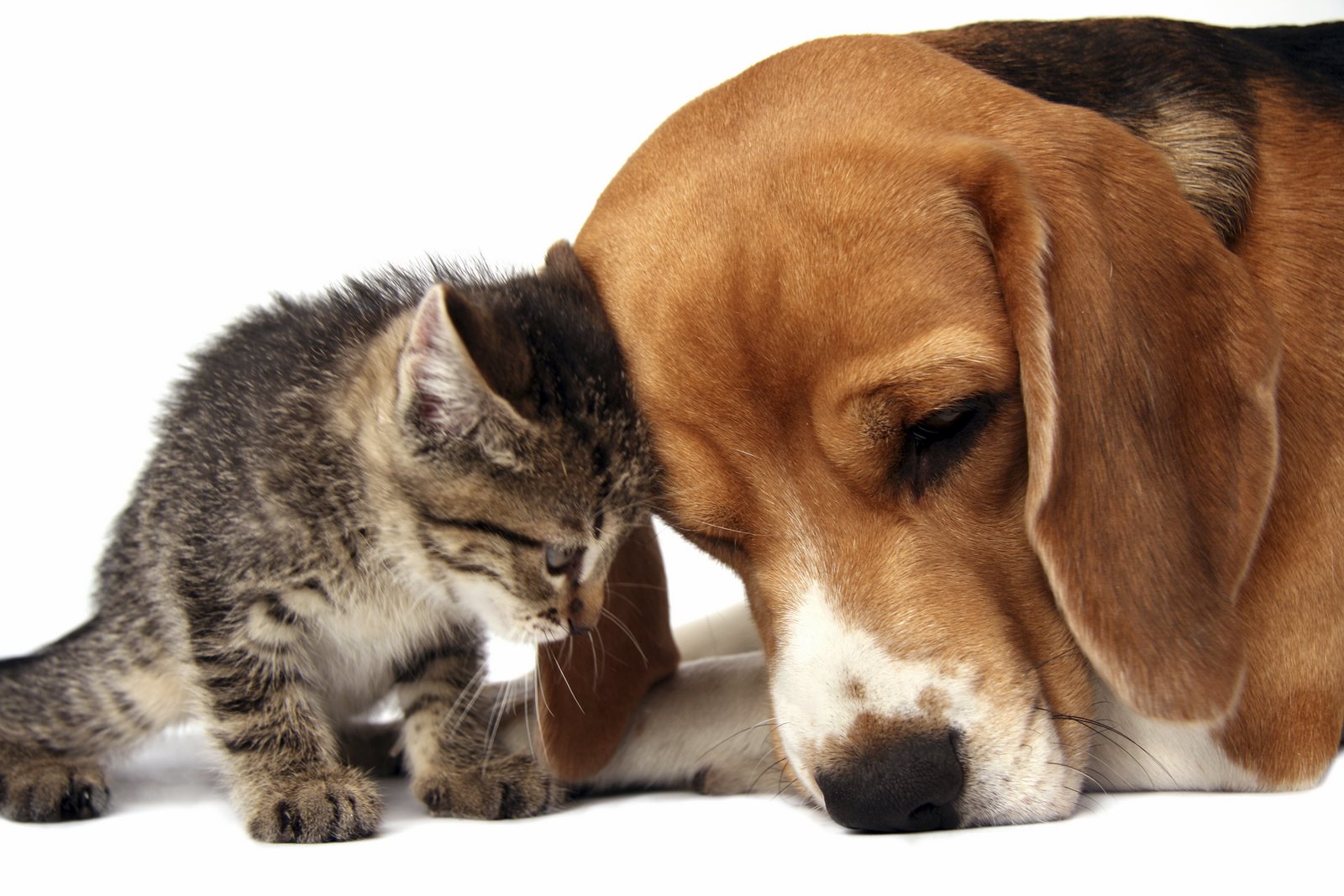 Wilmot Veterinary Clinic - Kitchener , Canada