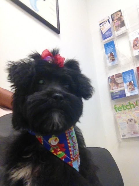 Dr. Peter's Animal Hospital - Margate , United States