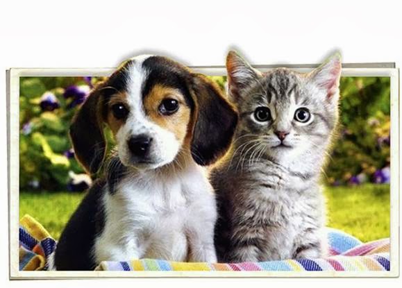 Town And Country Animal Clinic - Windsor , Canada