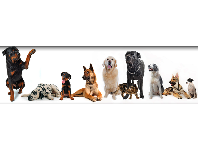 Animal Dental Clinic - Vienna , United States