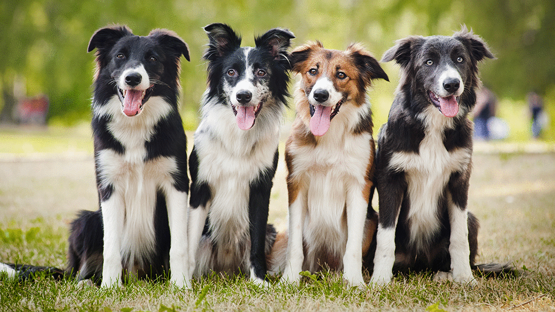 Deerfield Animal Hospital - San Antonio , United States