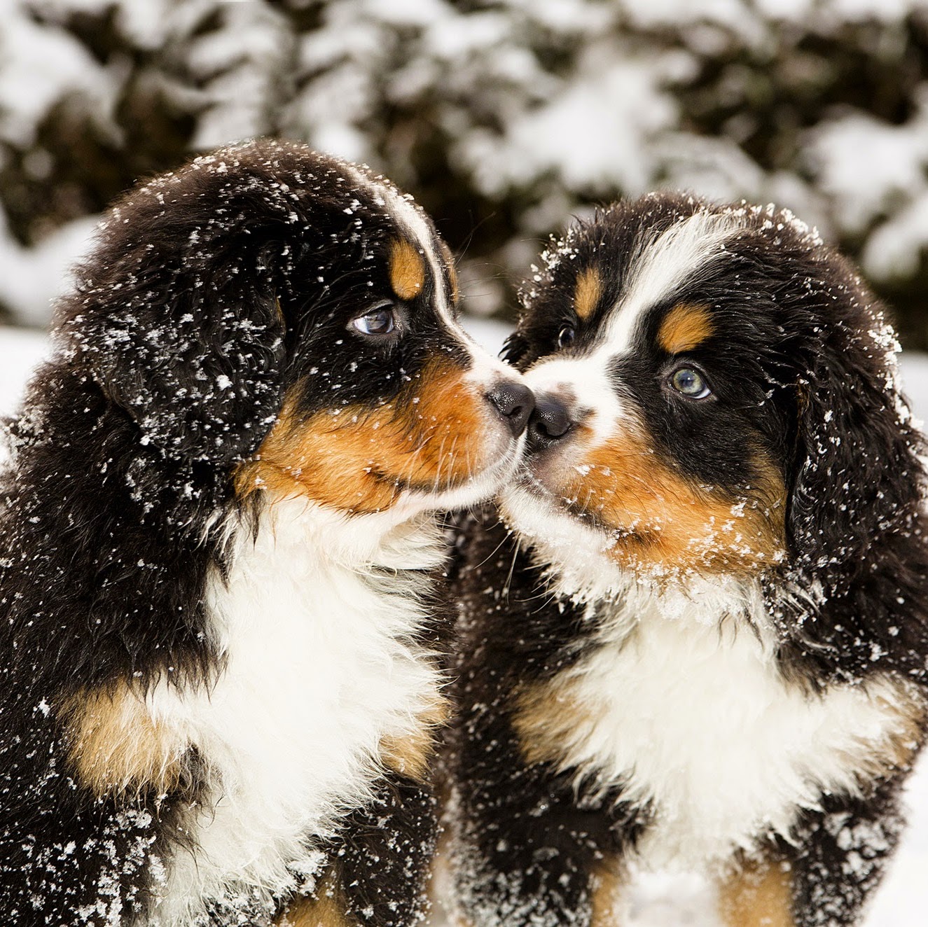 Tri Municipal Veterinary Clinic - Spruce Grove , Canada
