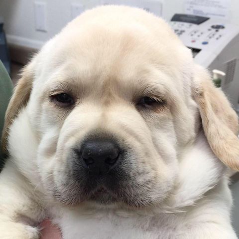 Sunburst Animal Hospital - Glendale , United States
