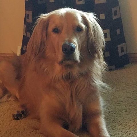 Heartland Animal Hospital Fairfax - Fairfax , United States