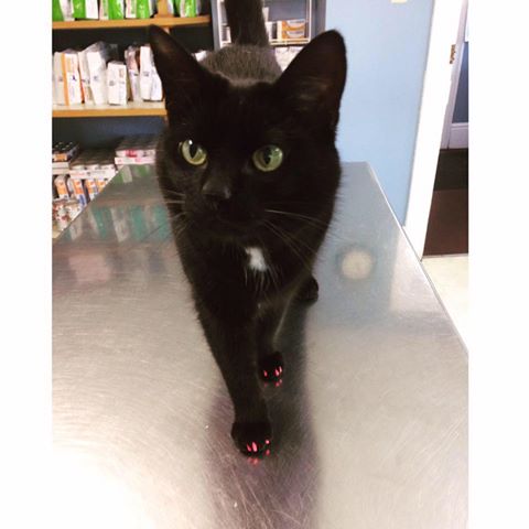 Shedden Veterinary Services - Shedden , Canada