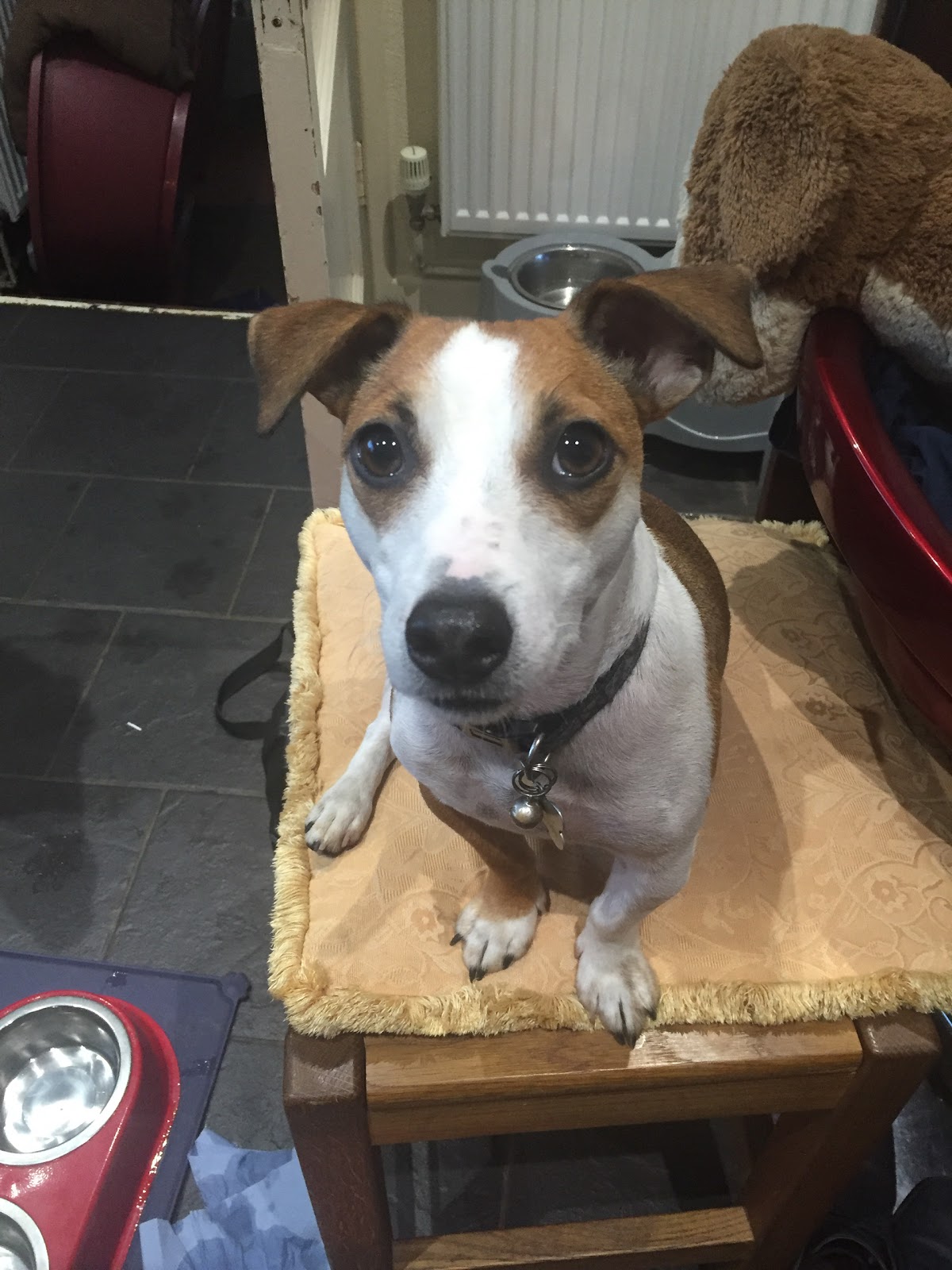 Rogers Brock And Barker Veterinary Surgeons Cheadle - Stoke-on-Trent , United Kingdom