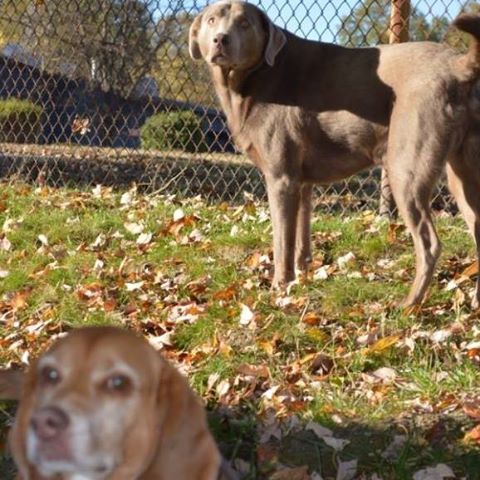 Animal Hospital Of Kannapolis - Kannapolis , United States